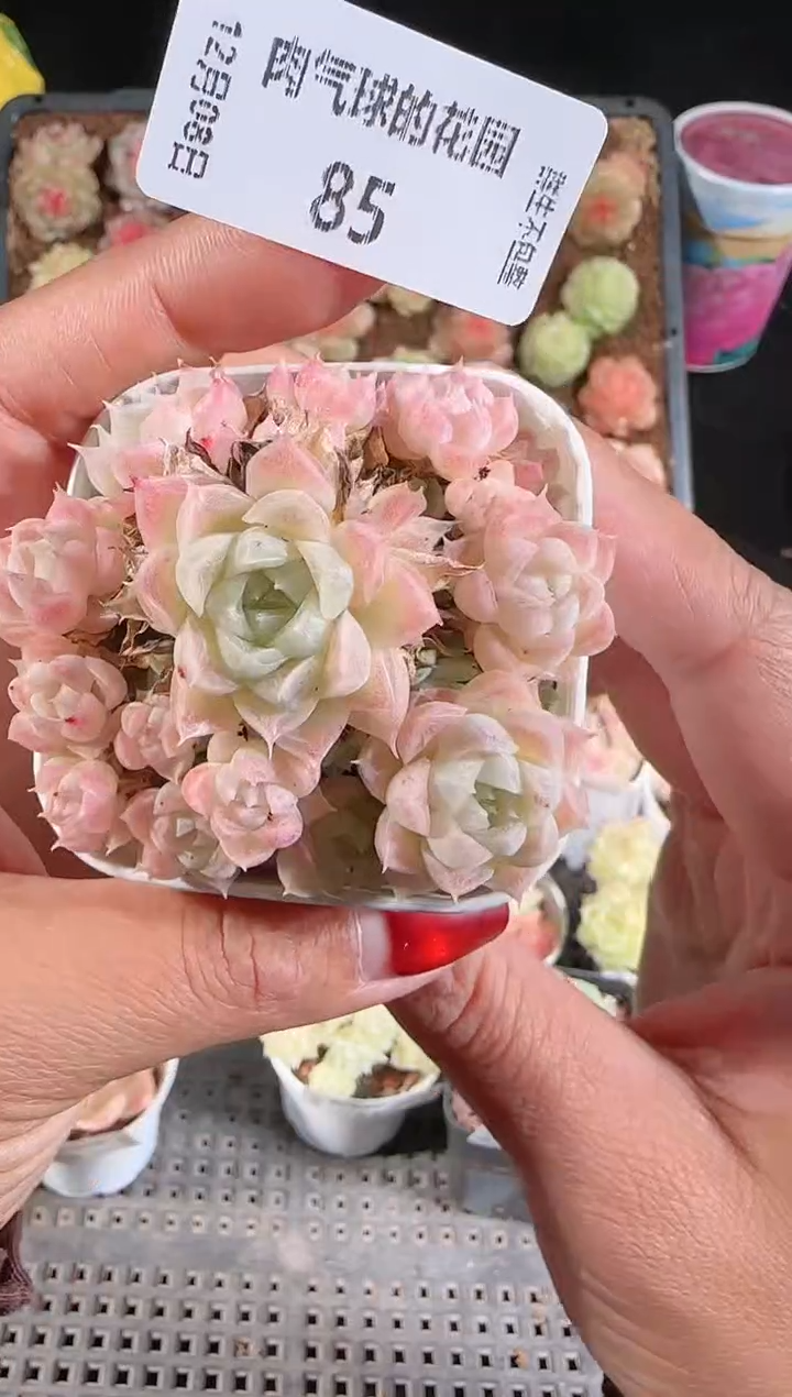 1208-85多肉群生不包整