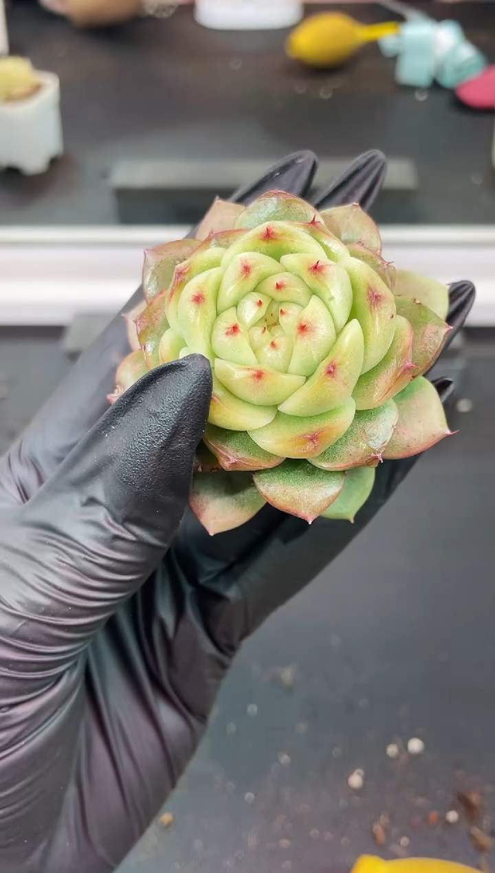 闪购1290  y-11多肉一颗  5厘米