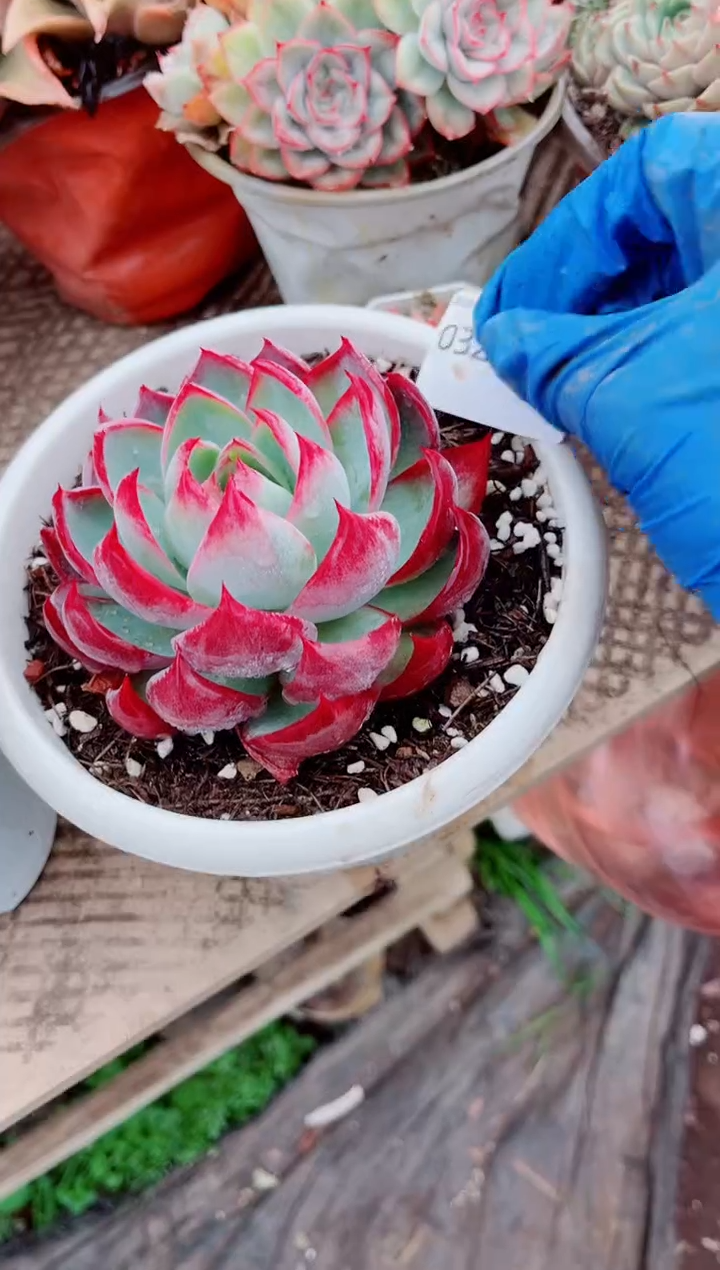 未****Y跃跃精品多肉03214