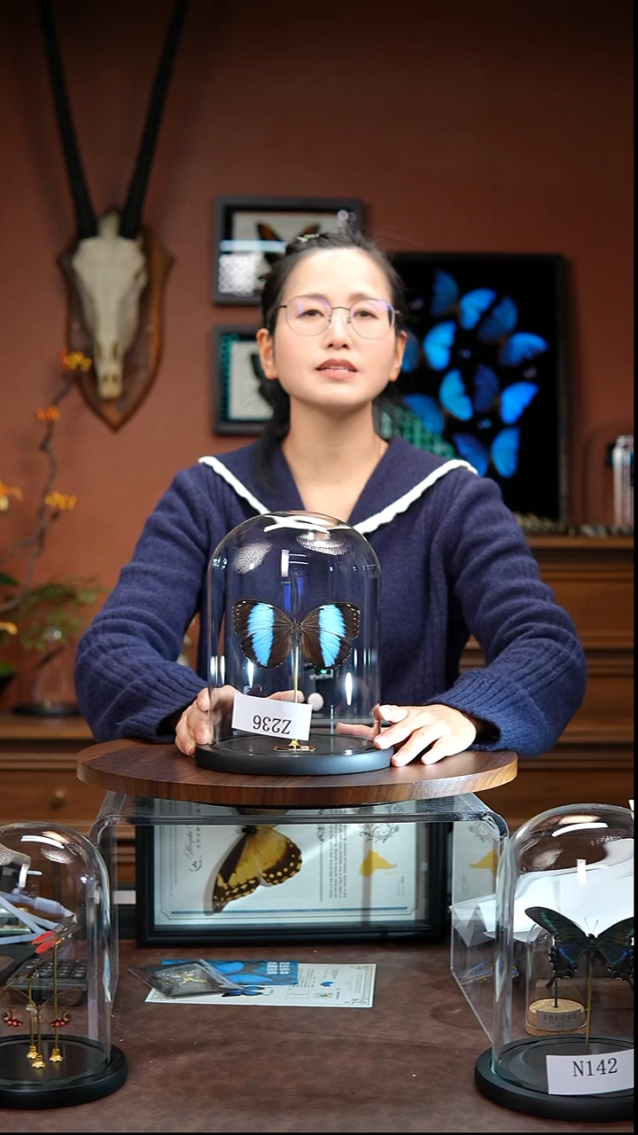 Z236    双列闪蝶  玻璃罩款