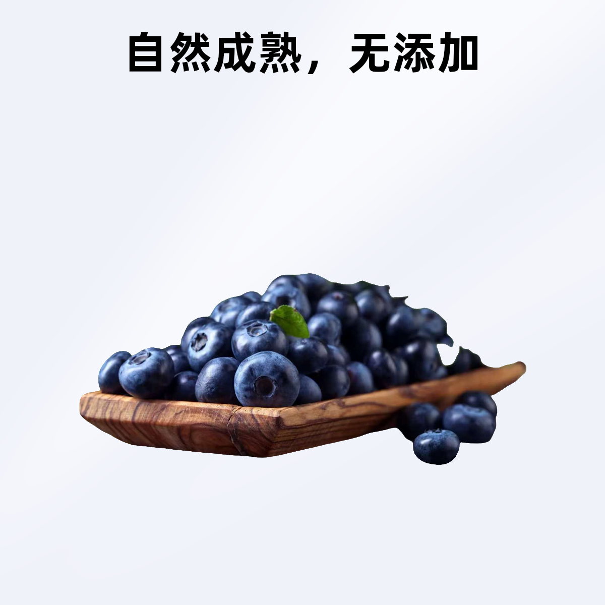 蓝莓青海省