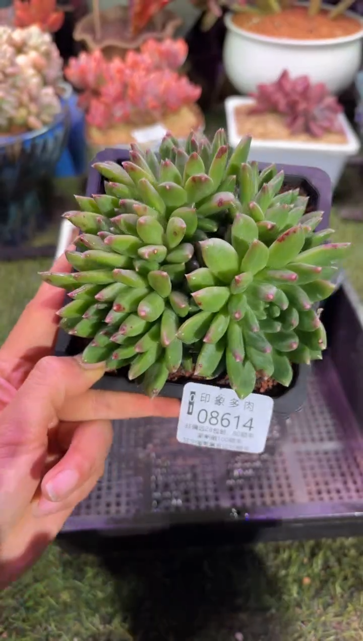 【闪购商品】08614