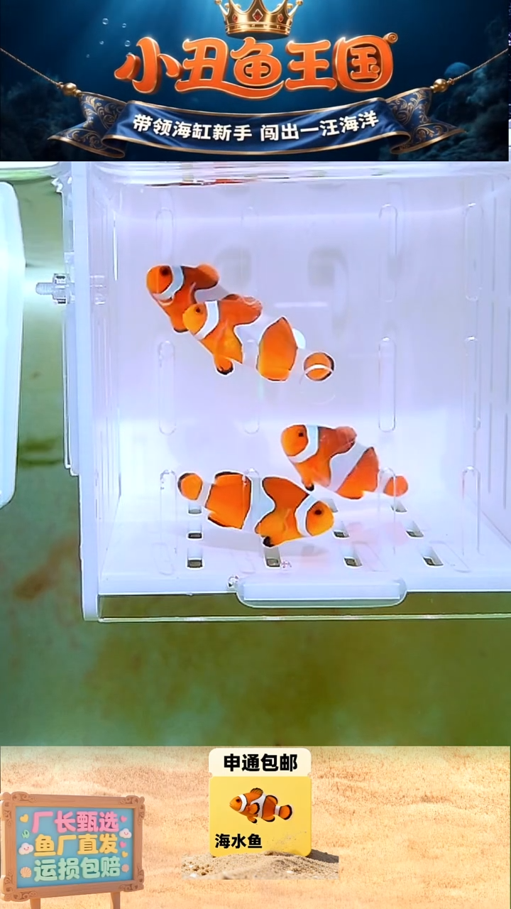 海水鱼4条全品公子 