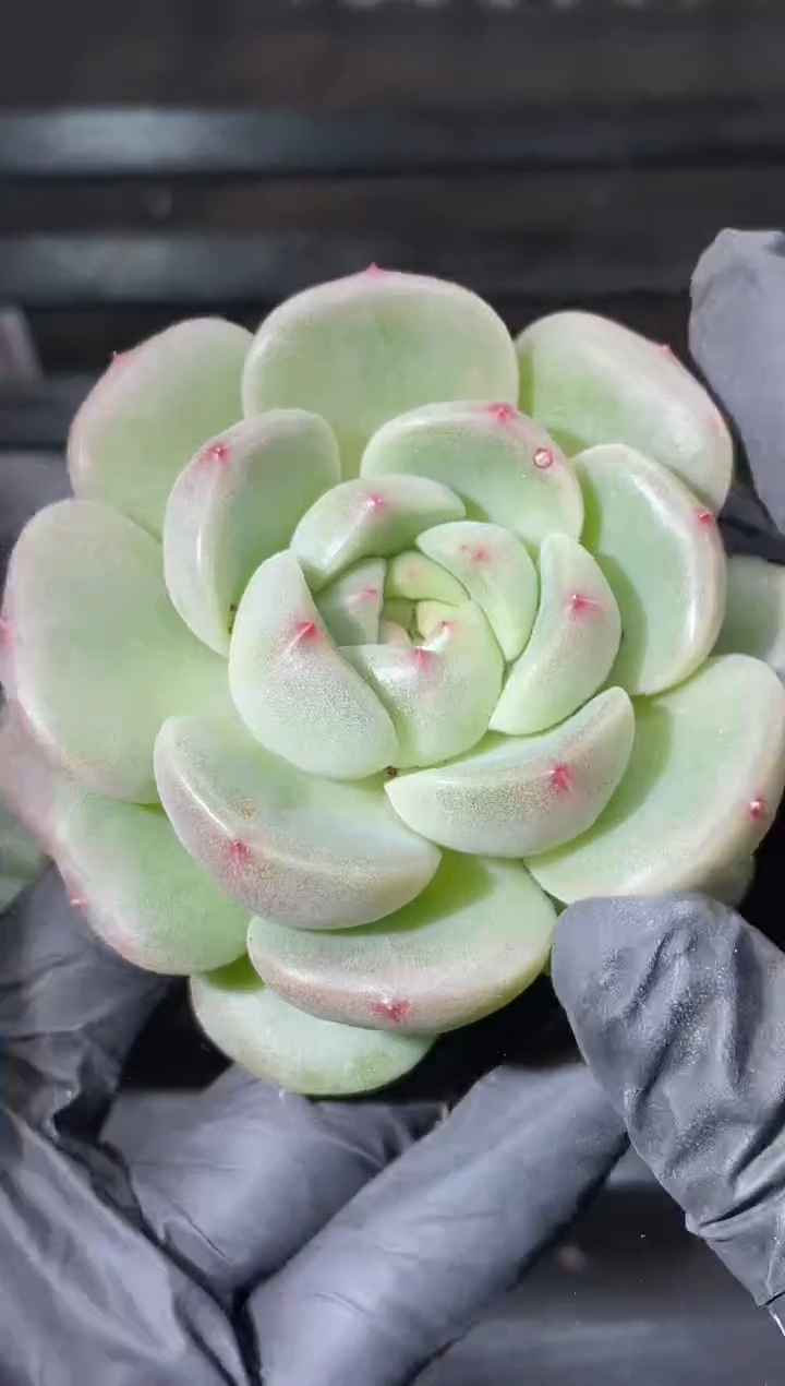 15-46奶牛5-6厘米量拍发一颗