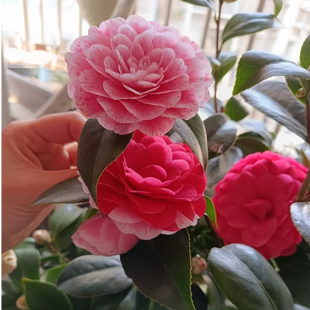 【4年五色赤丹】带花苞多色山茶花室内室外庭院地栽年宵花