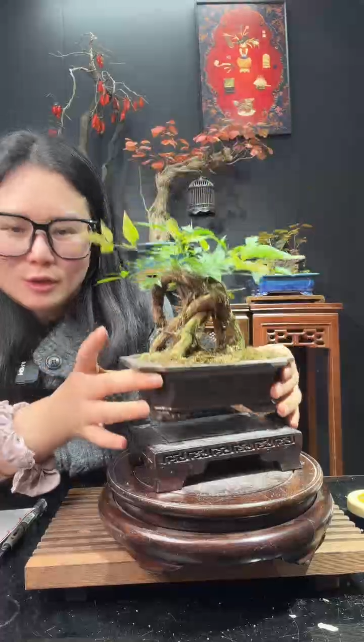 完全开放南天竹00