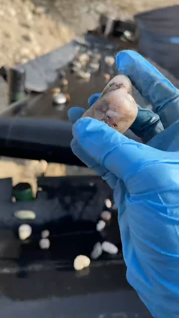 颈饰未镶嵌和田玉（糖玉）知*8