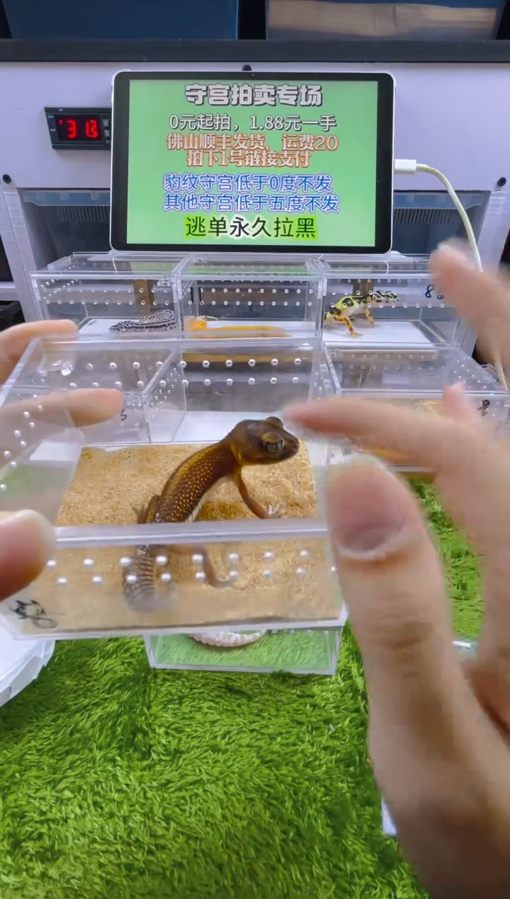 豹纹守宫守宫可爱温顺迷人好看