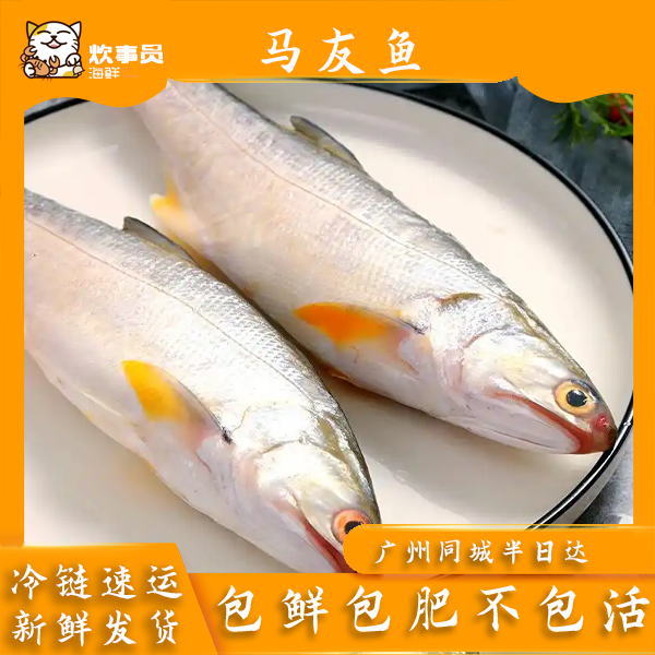 四条马友鱼 香煎鲜甜 烹饪简单 新鲜盖冰发 海鲜码头发货 