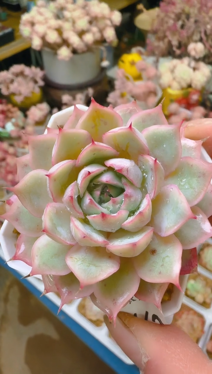 【闪购商品】优—162—仙农(月影荷爪）