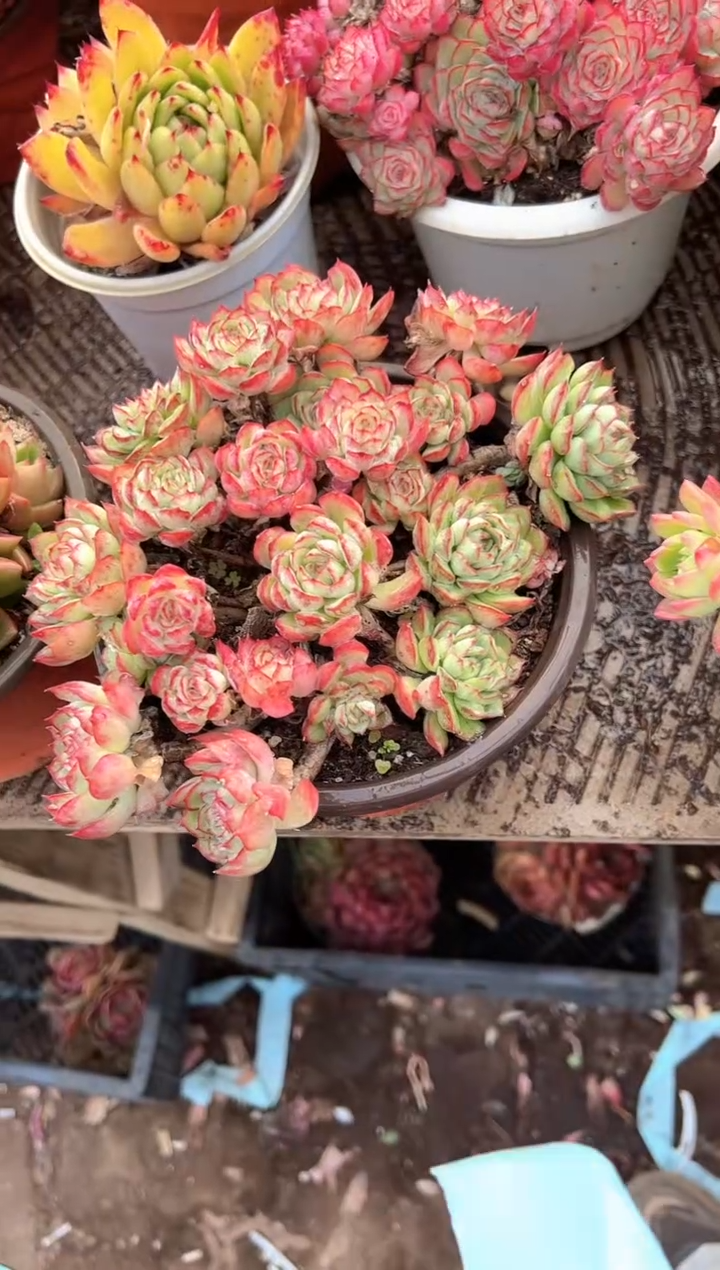 时**一多肉植物一物一拍01432