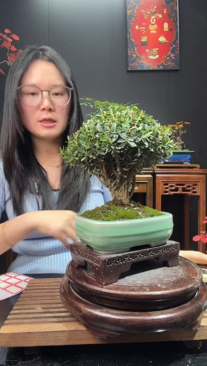 完全开放黄杨000