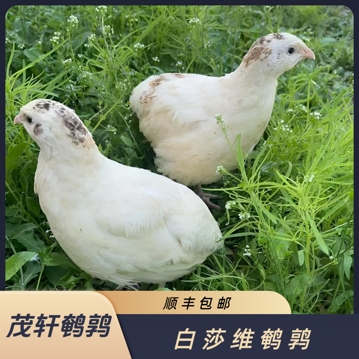 白莎维黄莎维非洲黑莎维鹌鹑产蛋莎维鹌鹑