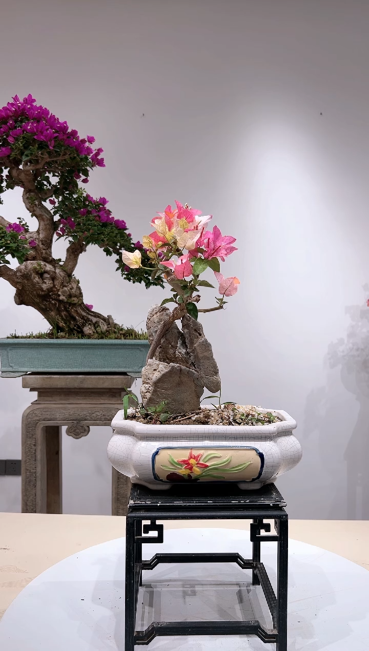 全部花朵潮*妹三角梅老庄盆景