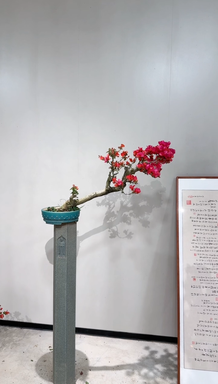 【闪购商品】盆景海岛红