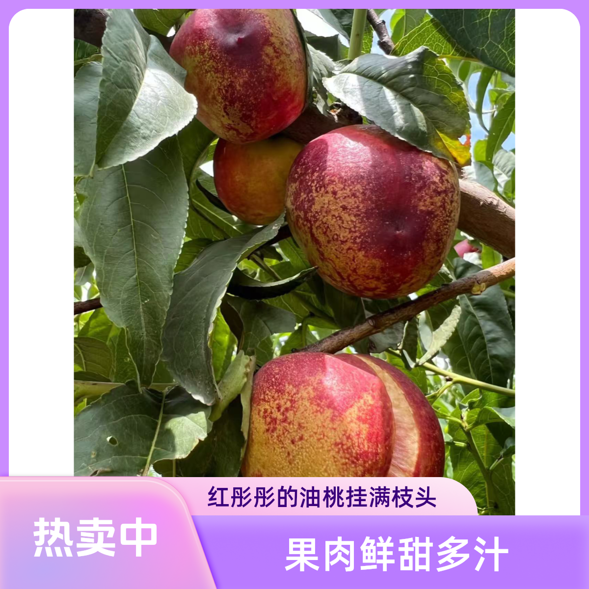 露天种植麻点大油桃现采现摘红心脆甜可口