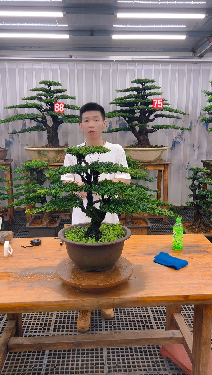 无花朵滕***哥精品盆景直播间一物一拍