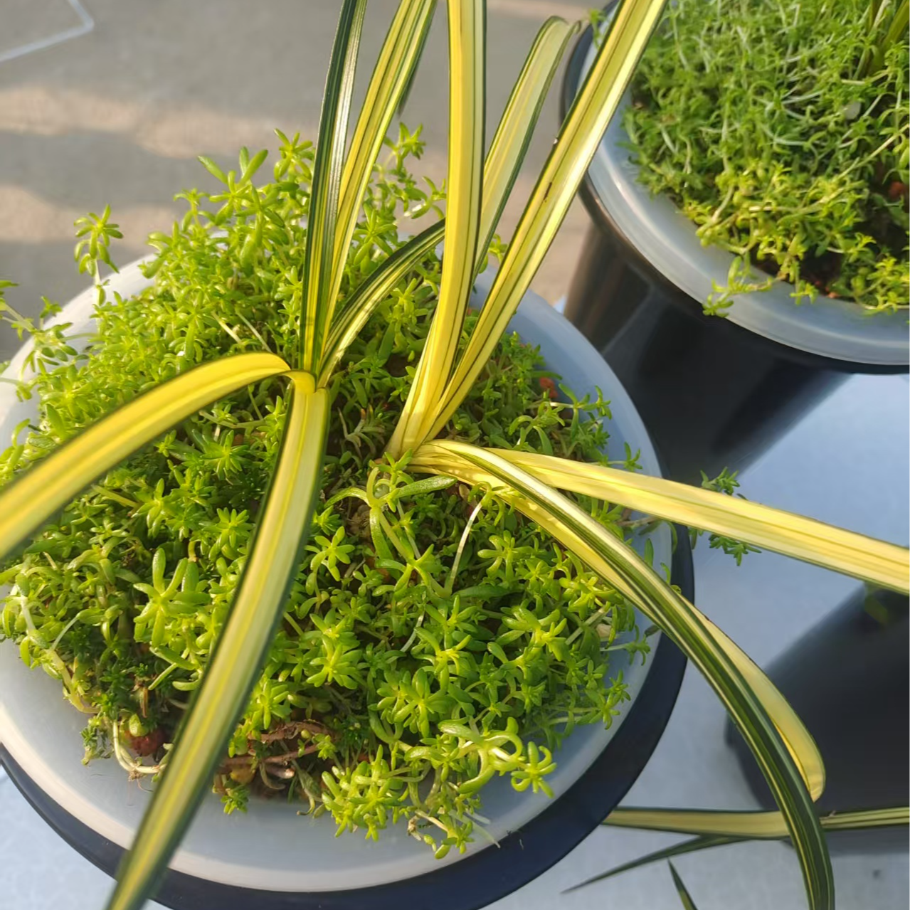 春兰蕙兰各类艺草盆栽