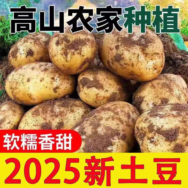 云南黄皮黄心土豆新鲜软糯当季蔬菜洋芋马铃薯-TY