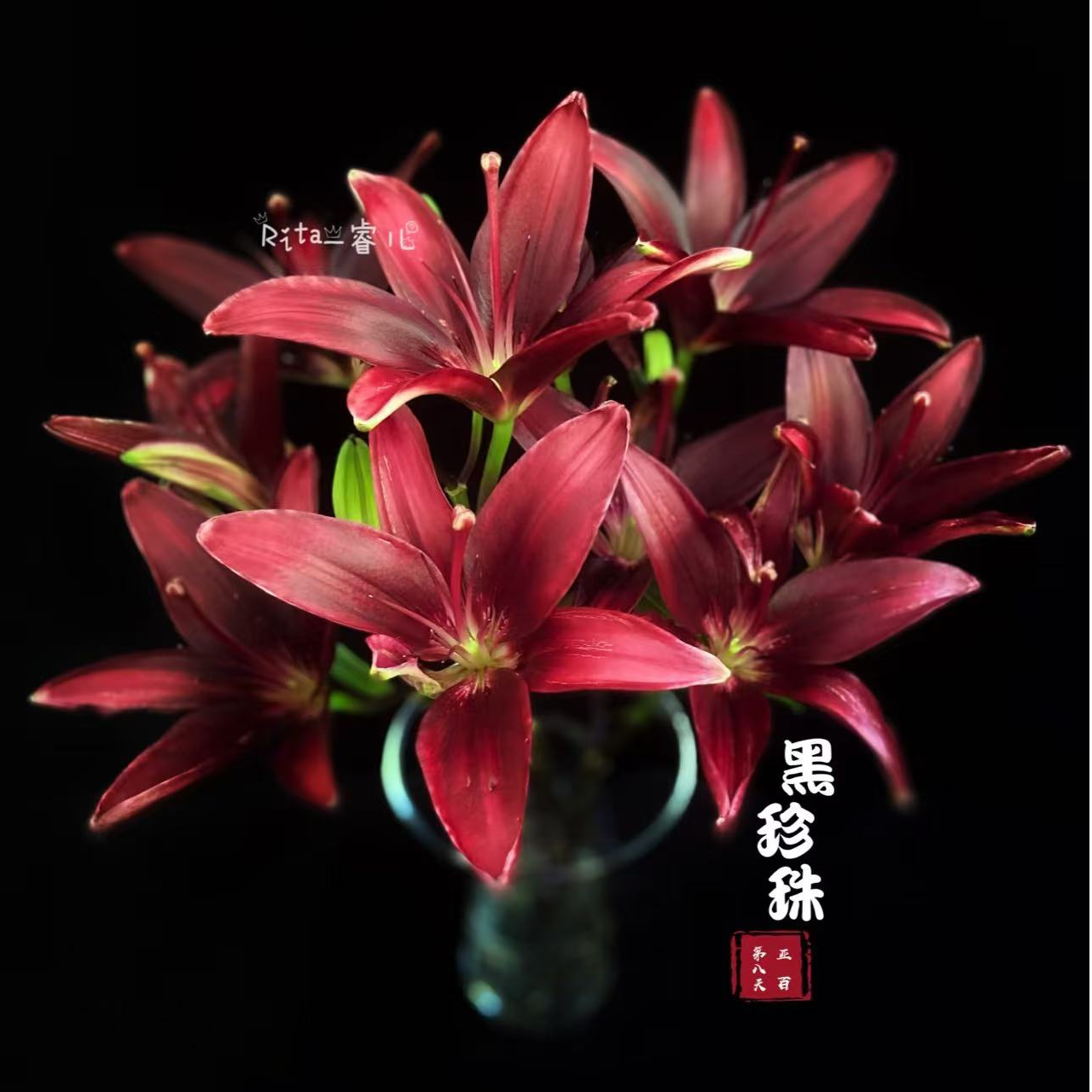 【六哥花卉】【10朵艾温格香水百合】 全场鲜花两单顺丰，三单空运