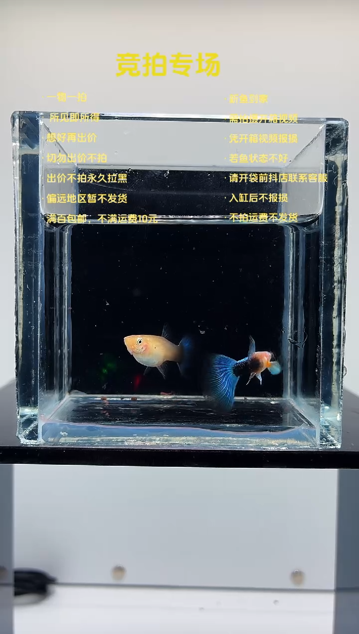 孔雀鱼黄化蓝礼服欧翼一对-94