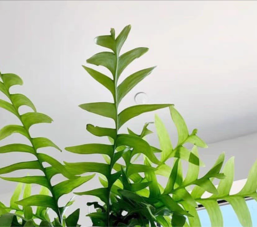 昆布昙花 孔雀昙花 羽叶昙花网红植物多肉 室内观赏叶形奇特植物