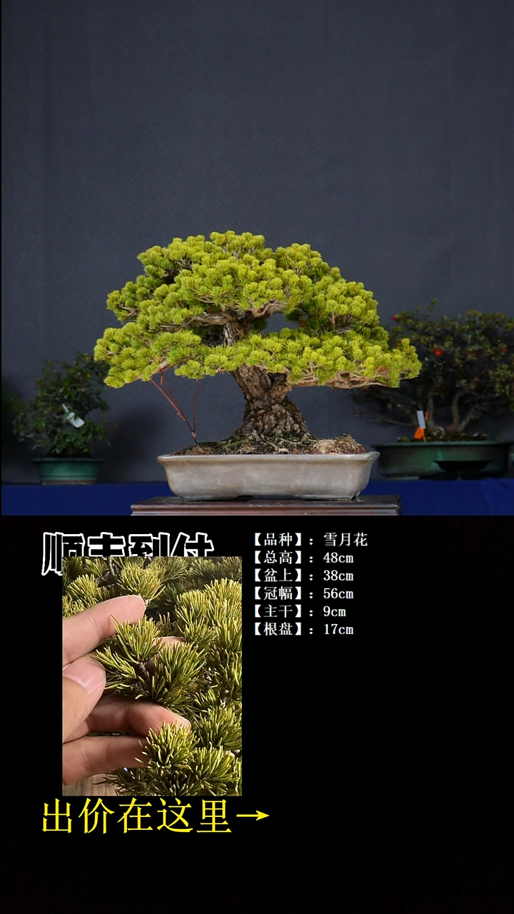 无花朵雪月花bubaoyou