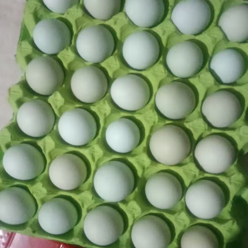 助农新鲜绿壳乌鸡蛋土鸡蛋正宗原产地整箱包邮