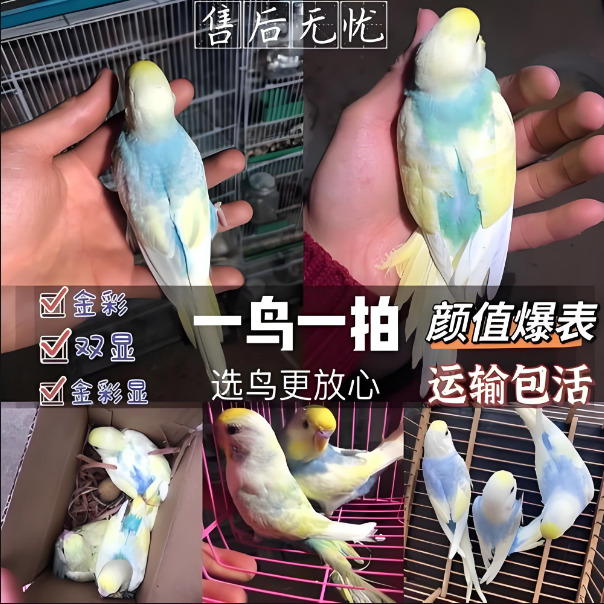 手养大头虎皮鹦鹉宠物鸟可繁殖适合家养