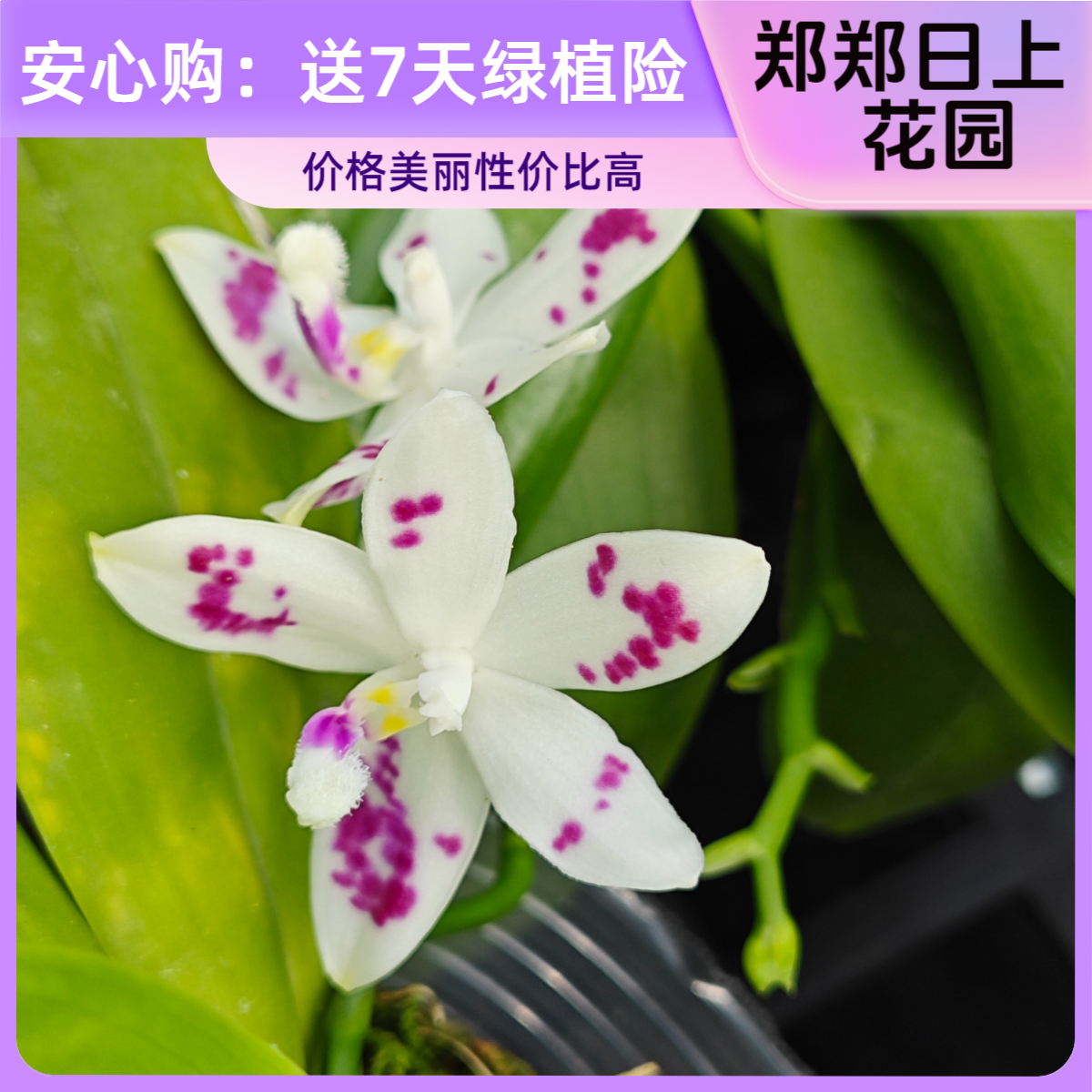  盾花超级星   4.5寸 开花株