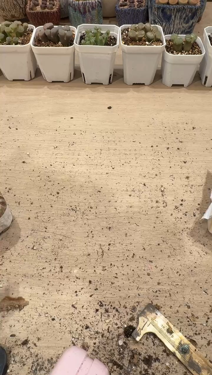 开***?多肉植物肉锥4-125