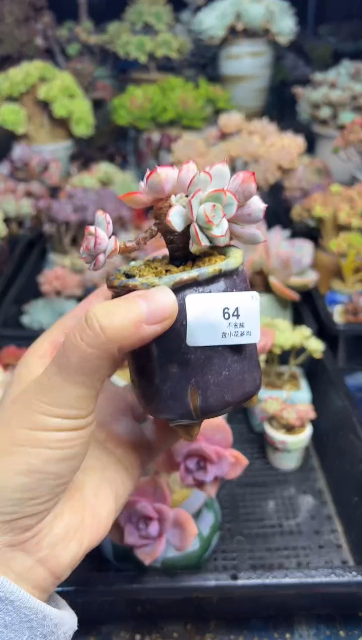 赤****柜65              花盆