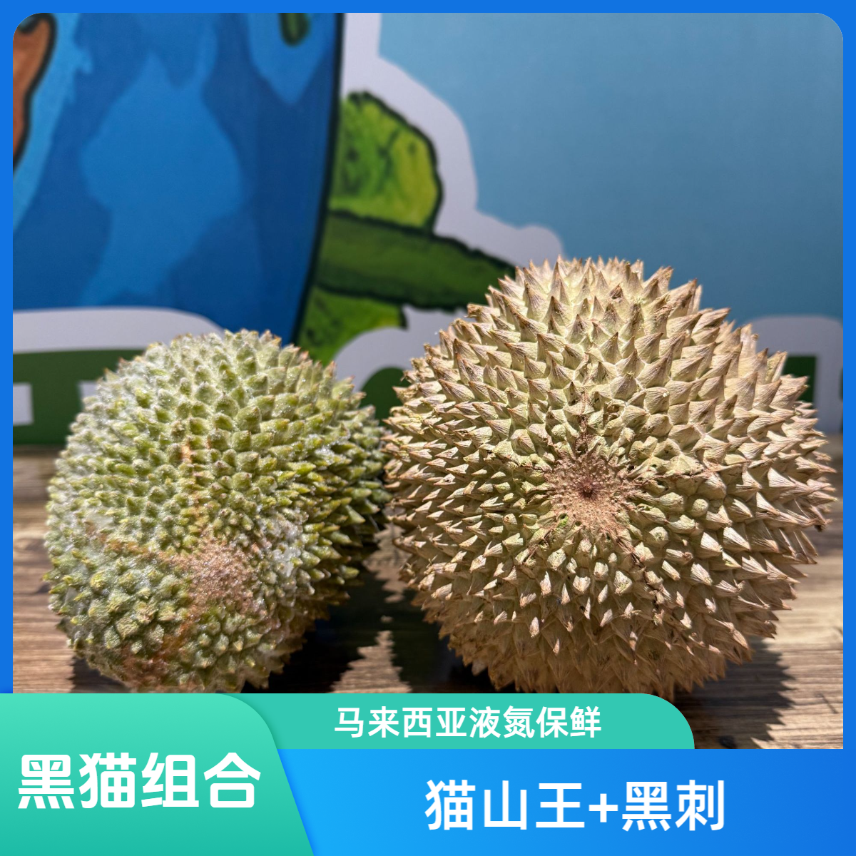 【女神节福利黑猫组合】马来西亚 液氮黑刺D200+液氮猫山王D197