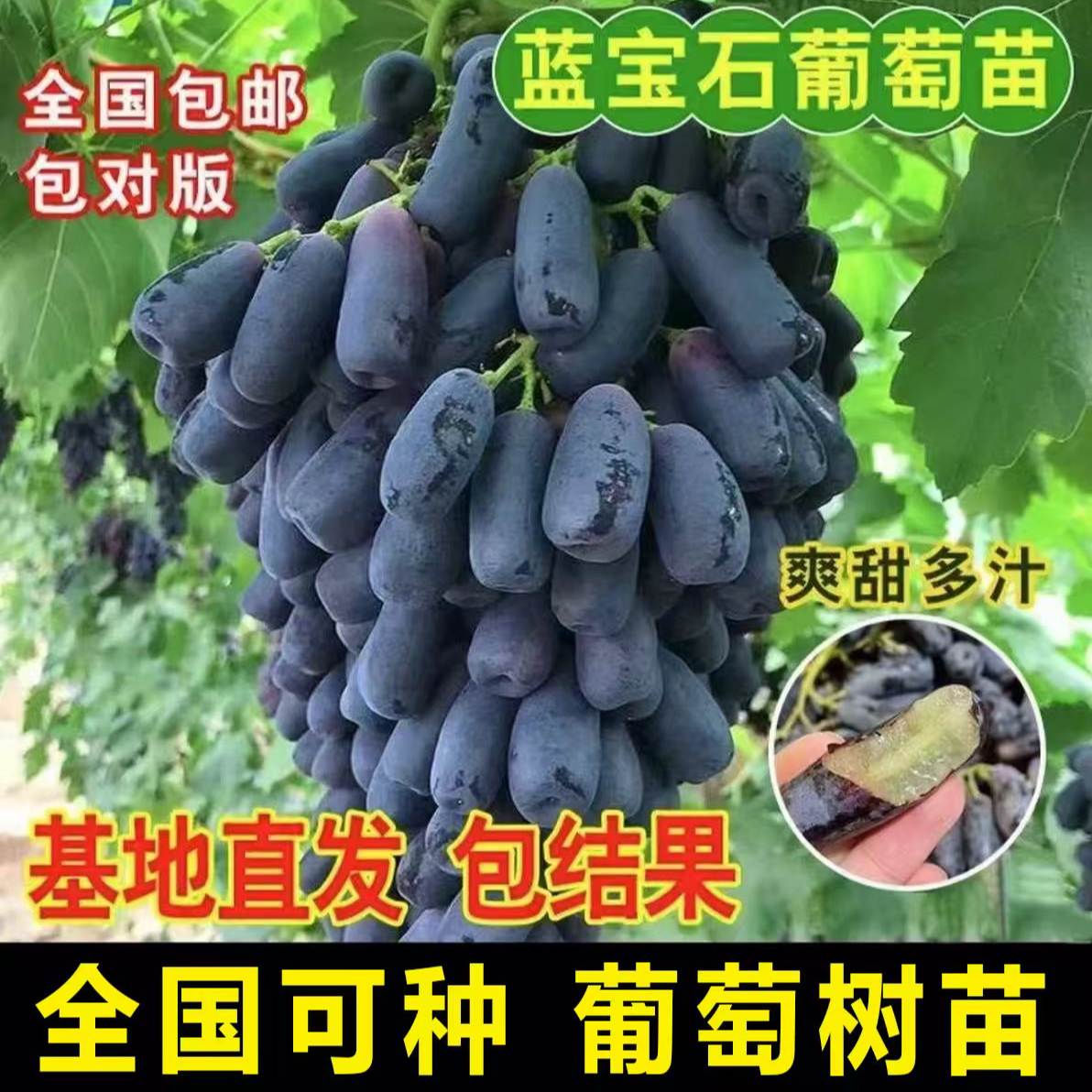 【正宗蓝宝石葡萄树苗】葡萄苗盆栽地栽阳台庭院耐寒耐旱四季果树苗