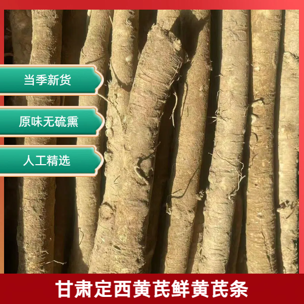 甘肃道地产区正宗新鲜现挖黄芪煲汤优质农产品