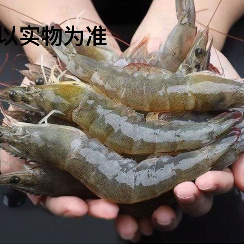 [小龙海鲜 ]本地海水大虾，单只速冻 无冰 无水  顺丰包邮！