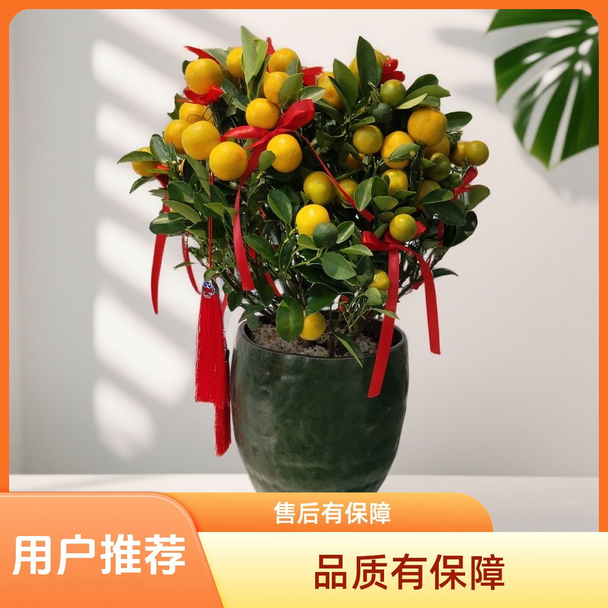 精选金桔树桌面盆栽