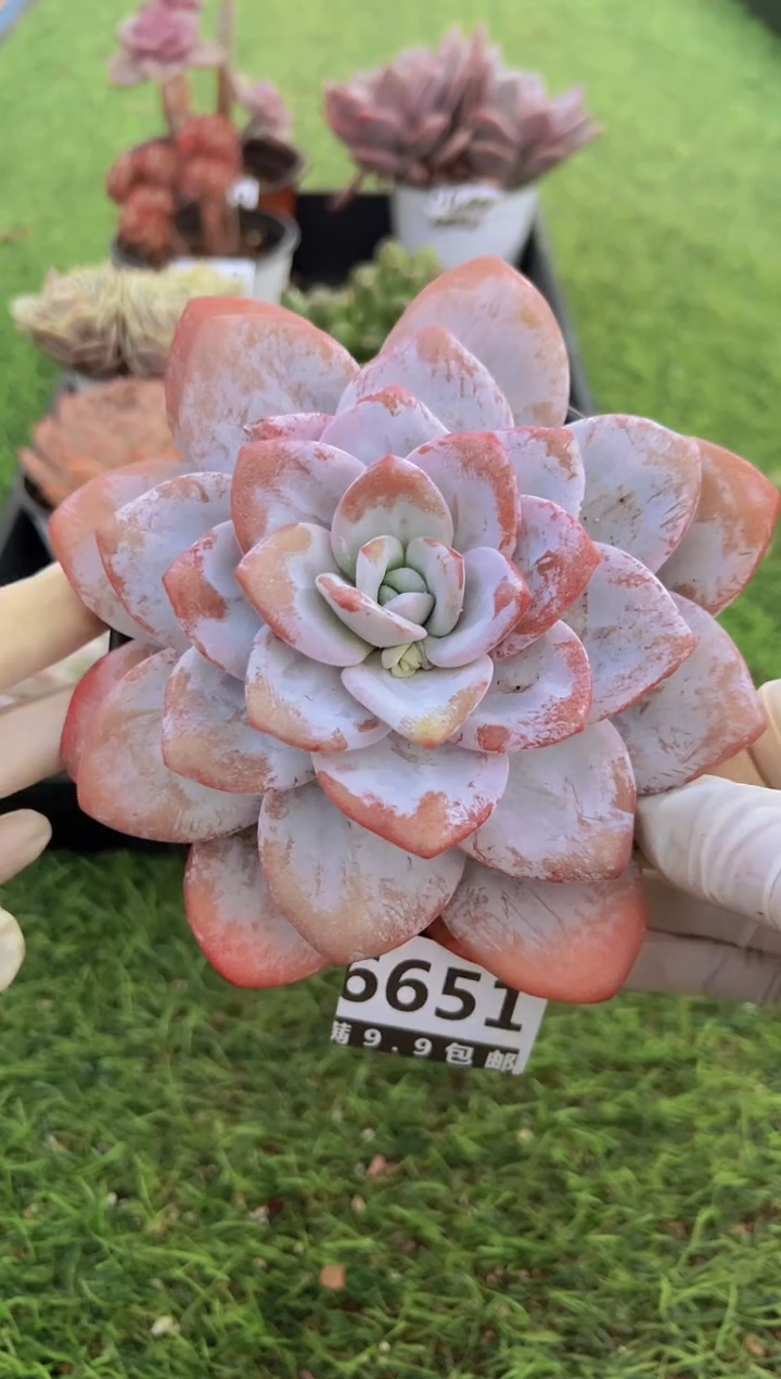 【闪购商品】信福多肉一物一拍