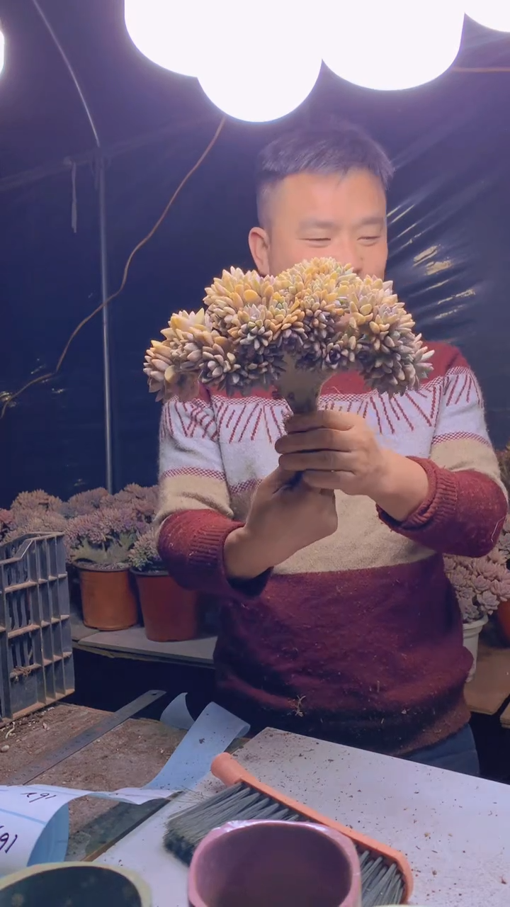 【闪购商品】缀化158