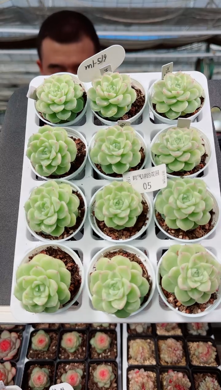 0104-05m1-519多肉量拍任意发一颗群生不包整