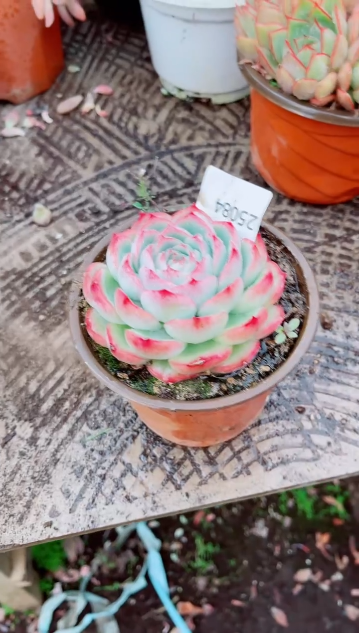 ༃****✰跃跃精品多肉25084