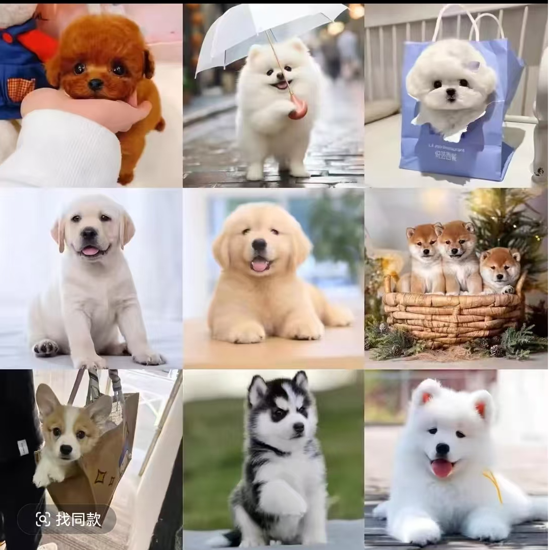 【中江众旺萌宠】犬舍幼犬活体