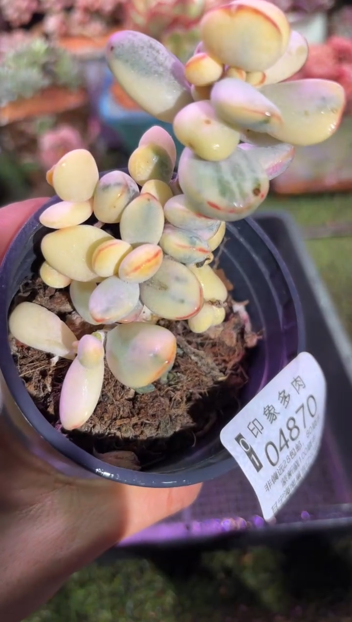 【闪购商品】04870