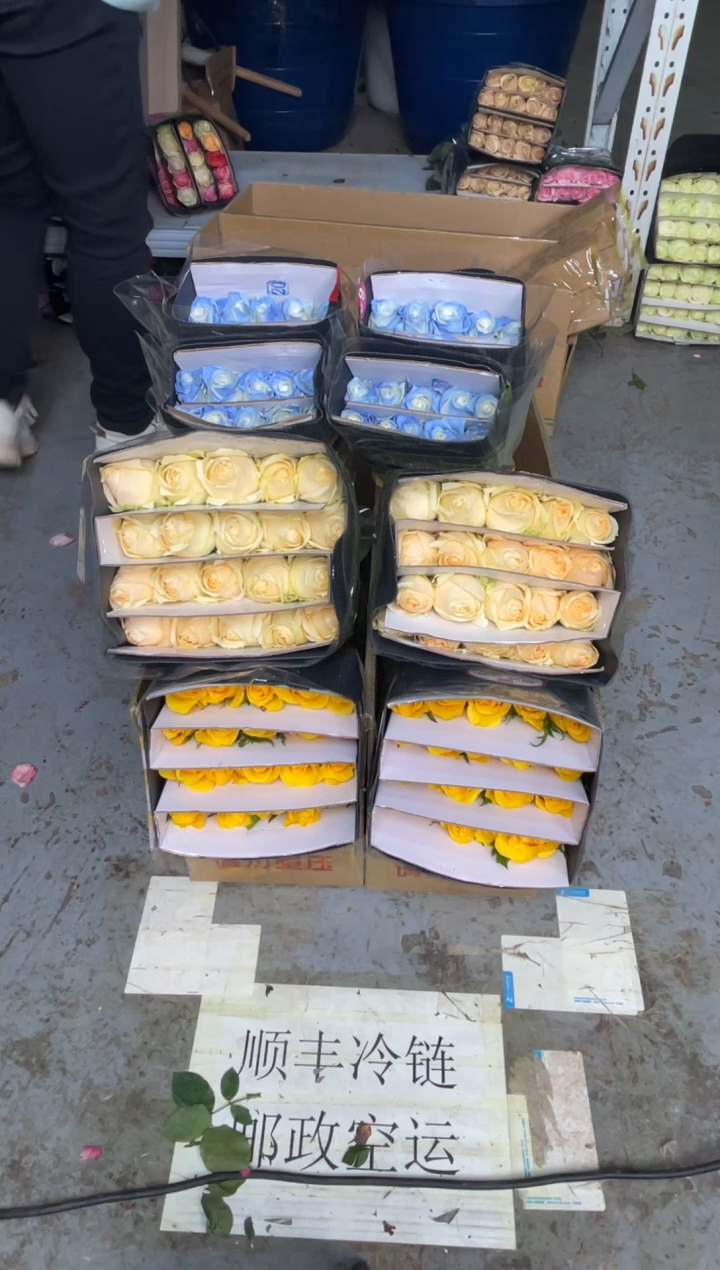 契机20枝+香槟20枝+碎冰蓝20枝