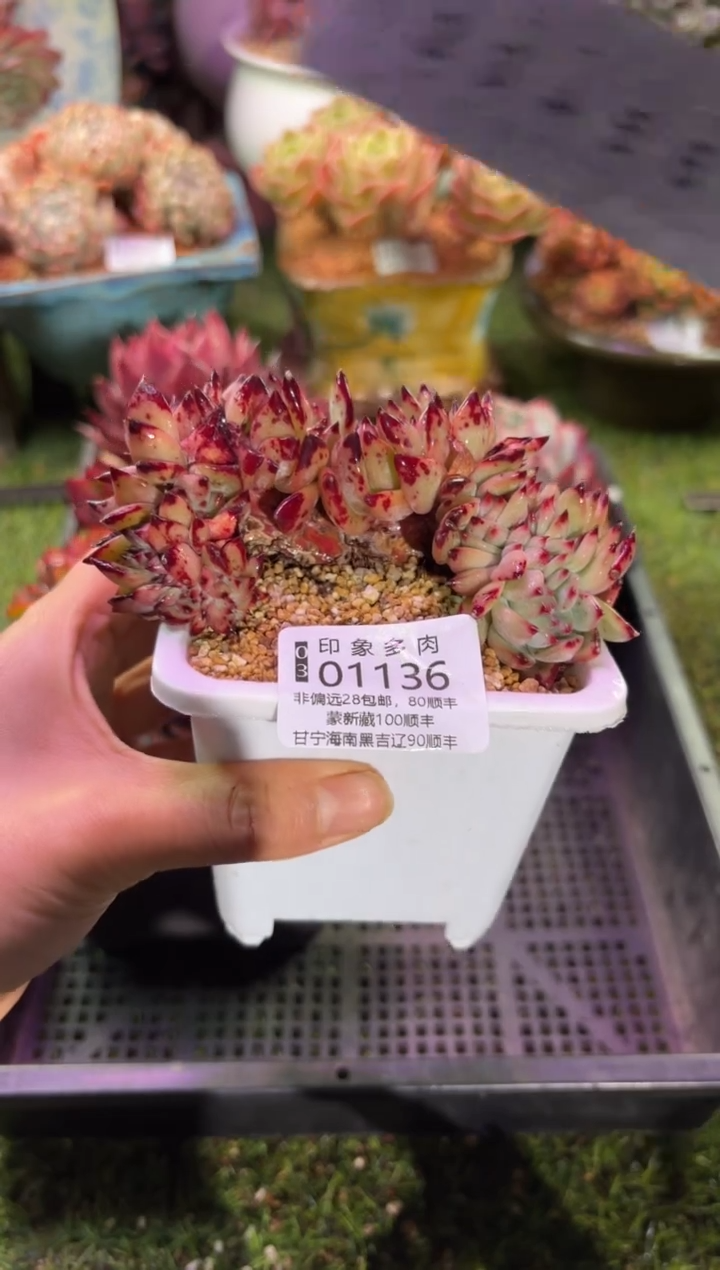 【闪购商品】01136