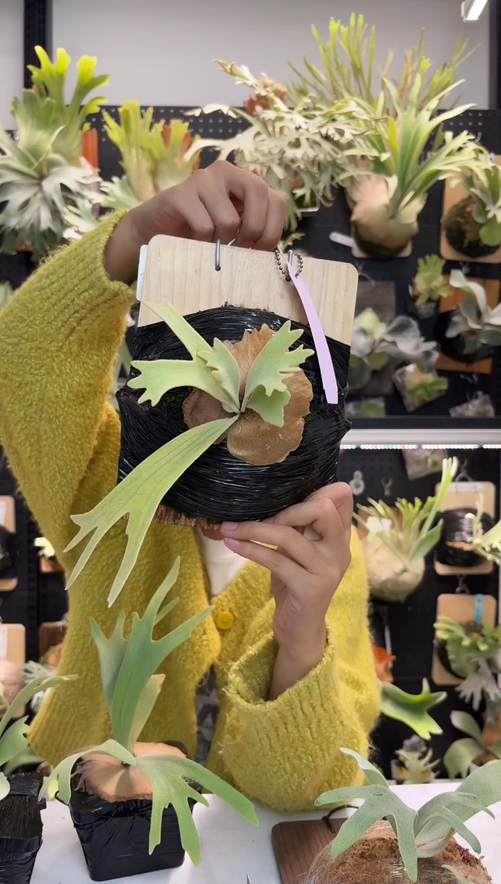 无花朵水手火星侧芽