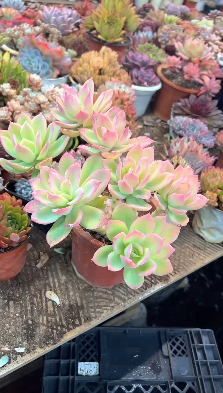 花***宿阿迷洲多肉花卉28389