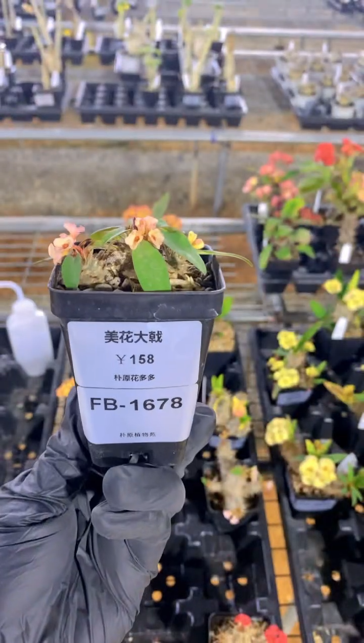 【闪购商品】美花大戟FB-1678