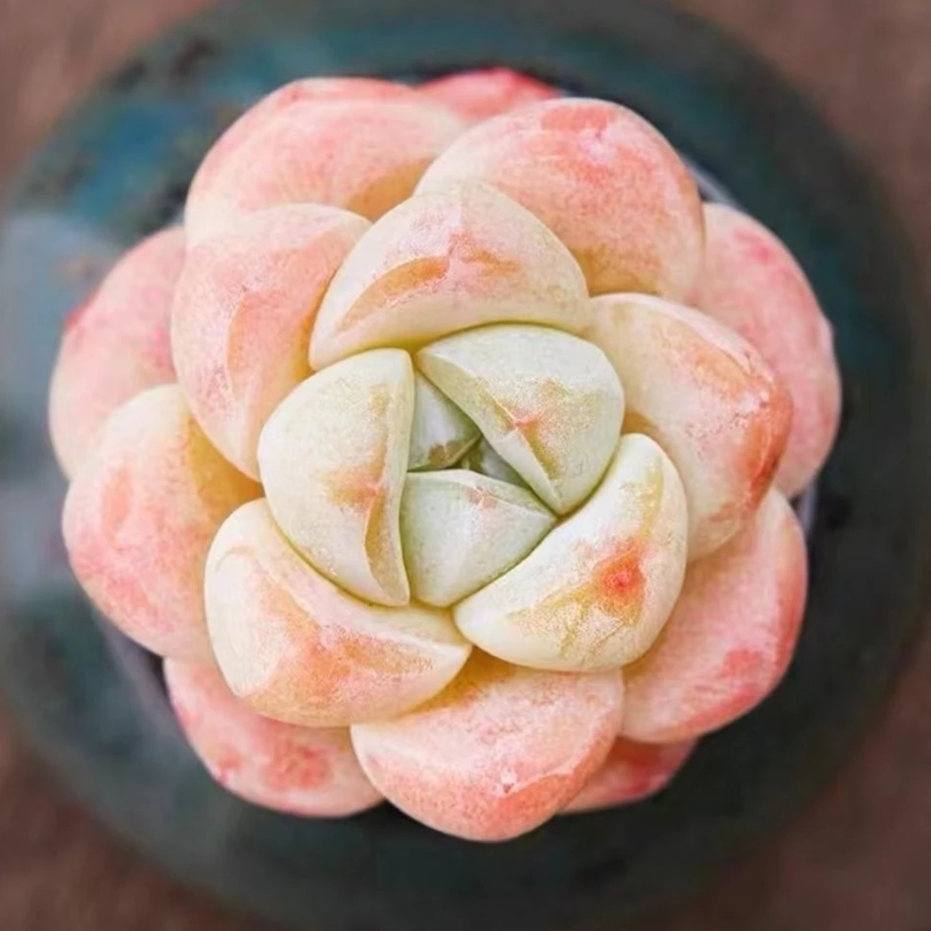 【鑫哥多肉】正版冰玉多肉 全场多肉满两单送一颗满五单送两颗！！！