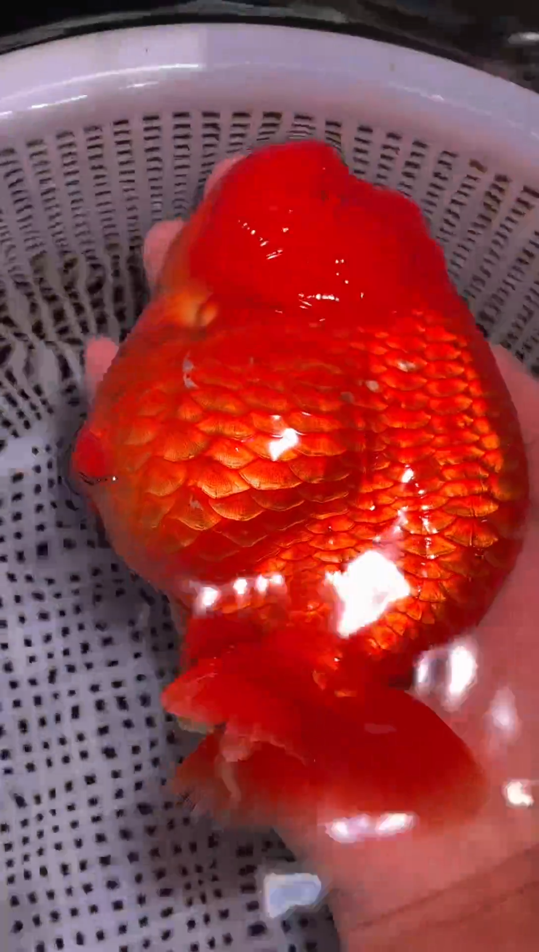 金鱼（运费到付，马印灯下展示）福州追鱼兰寿金鱼